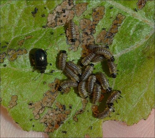 Réf. 126 224 : Phratora sp.