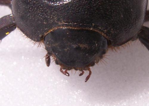 Pentodon idiota idiota