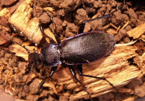 Réf. 126 225 : Carabus violaceus