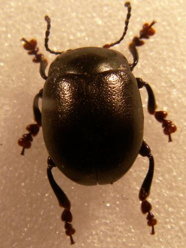 Réf. 126 234 : Chrysolina sturmi