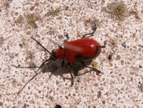 Réf. 126 328 : Lilioceris lilii