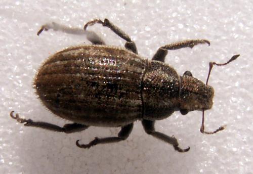 Réf. 126 402 : Strophosoma faber