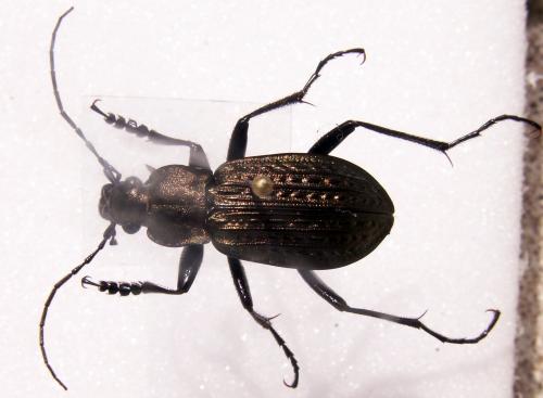 Carabus granulatus