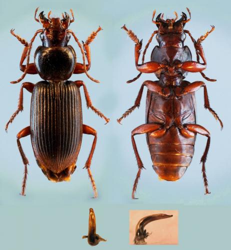 Réf. 126 142 : Scybalicus oblongiusculus