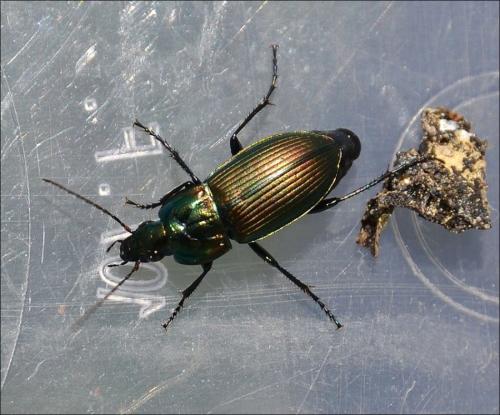 Réf. 126 551 : Poecilus sp.