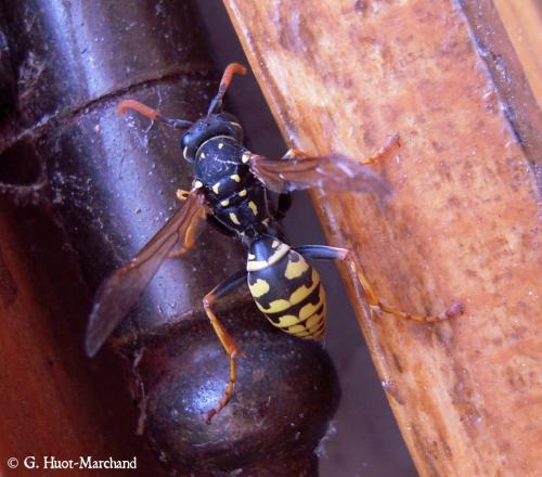 Polistes sp.