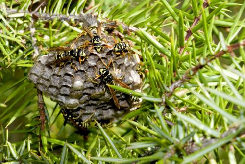 Polistes gallicus