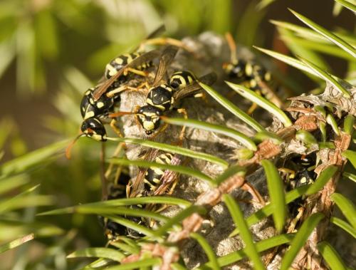 Polistes gallicus