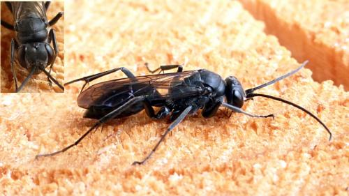 Réf. 126 746 : Auplopus carbonarius