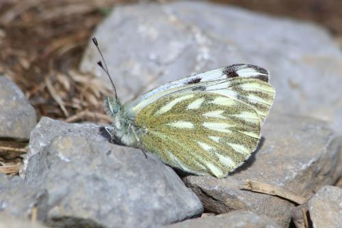 Pontia callidice