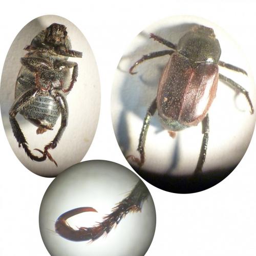 Hoplia philanthus