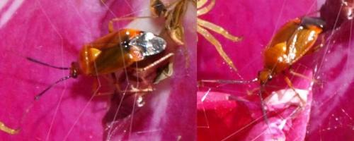 Deraeocoris ruber