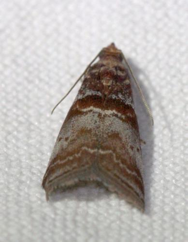 Réf. 126 265 : Acrobasis advenella
