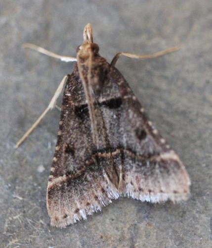 Réf. 126 272 : Stemmatophora brunnealis