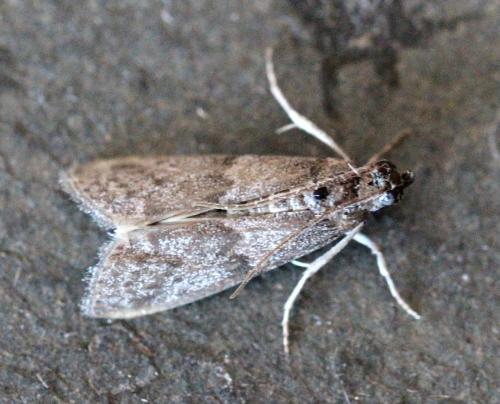 Apomyelois ceratoniae