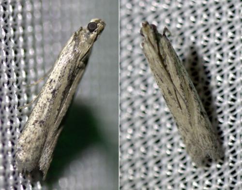 Réf. 126 282 : Phycitodes sp.