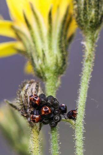 Réf. 126 100 : Carpocoris sp.