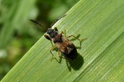 Réf. 126 888 : Scolopostethus sp.
