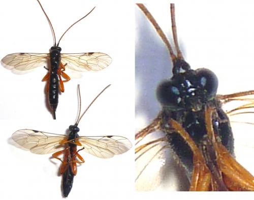Réf. 126 948 : Apechthis compunctor