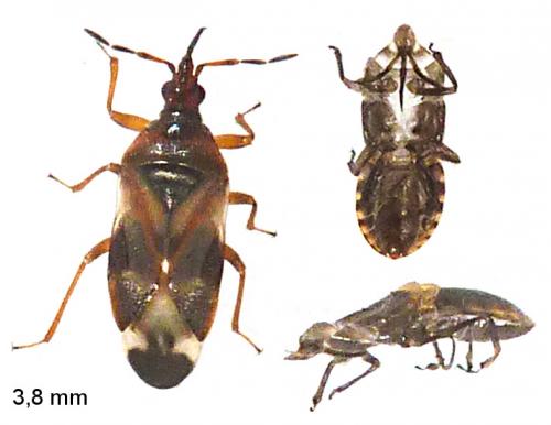 Anthocoris sp.