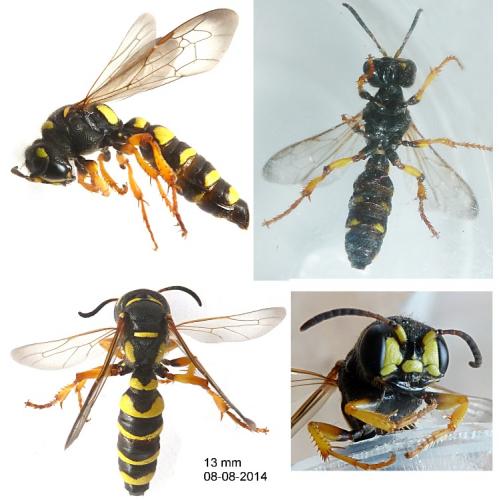 Cerceris arenaria