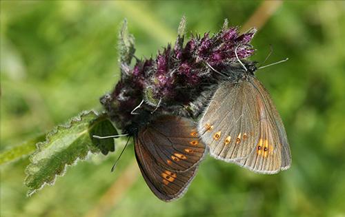 Réf. 126 830 : Erebia alberganus