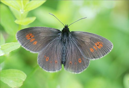 Erebia manto