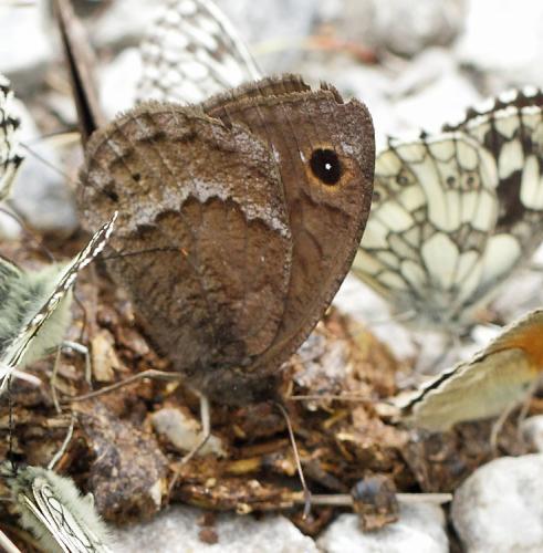 Réf. 126 228 : Satyrus ferula