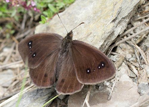Réf. 126 227 : Satyrus ferula