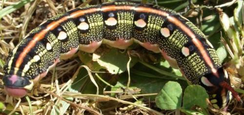 Hyles livornica