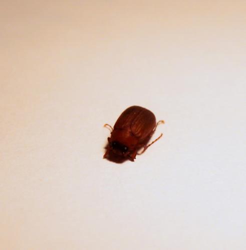 Serica brunnea