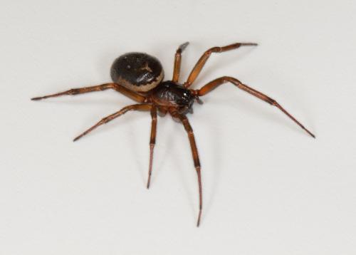 Réf. 126 305 : Steatoda nobilis