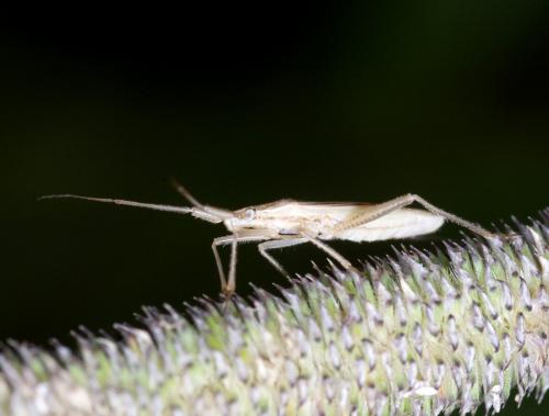 Stenodema laevigata