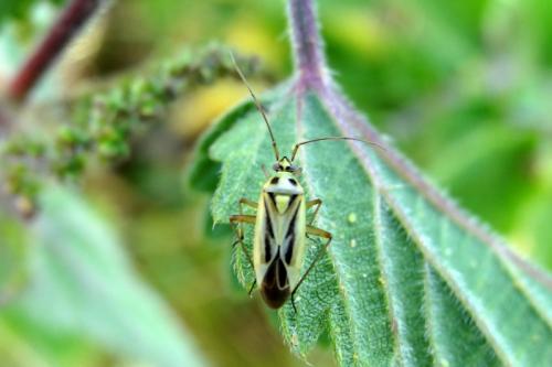 Stenotus binotatus