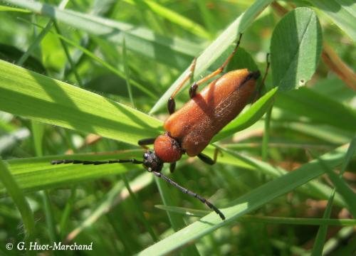 Réf. 126 711 : Stictoleptura rubra