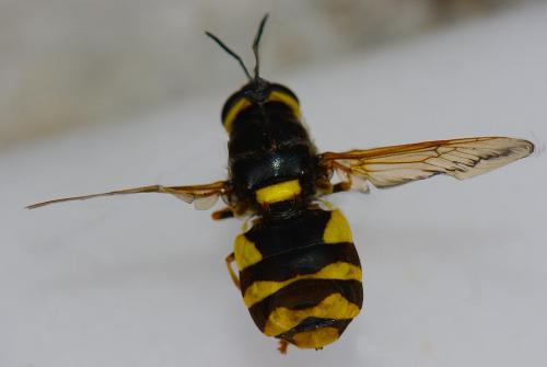 Stratiomys potamida