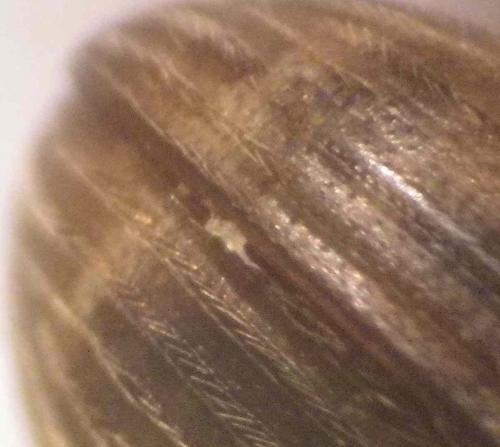Réf. 126 493 : Euheptaulacus villosus