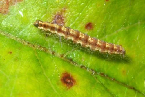 Réf. 126 559 : Swammerdamia pyrella