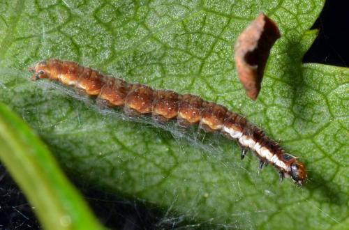 Paraswammerdamia nebulella