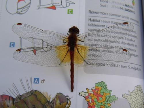 Réf. 126 229 : Sympetrum flaveolum