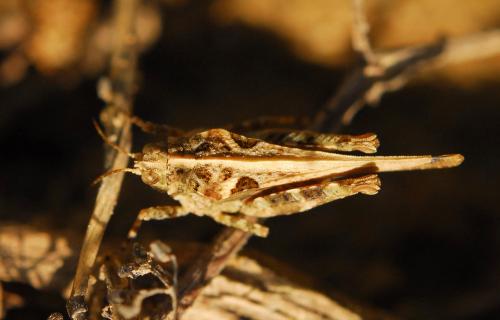 Réf. 126 238 : Tetrix ceperoi ceperoi