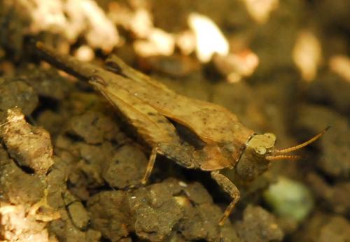Réf. 126 241 : Tetrix subulata