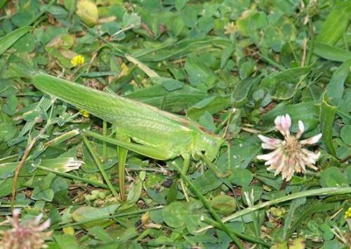 Tettigonia viridissima