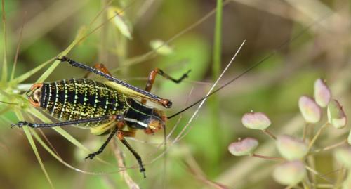 Phaneropterinae