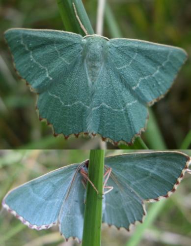 Thalera fimbrialis