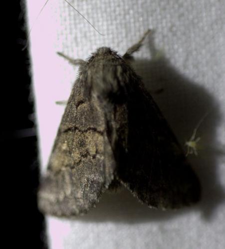 Réf. 126 753 : Gluphisia crenata