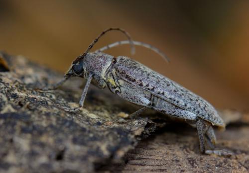 Réf. 126 632 : Trichoferus holosericeus