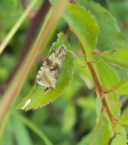 Celypha lacunana