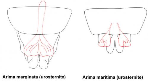Arima divers