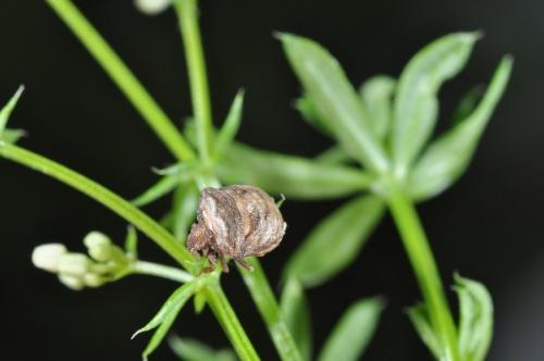 Vilpianus galii
